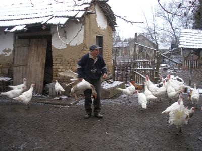 гъски в Бърдарски геран