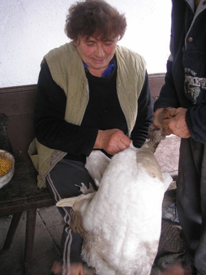 скубане на гъски